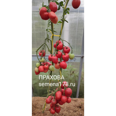 ПРАХОВА