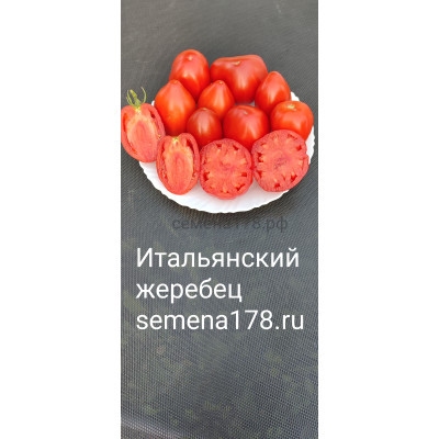 ИТАЛЬЯНСКИЙ ЖЕРЕБЕЦ