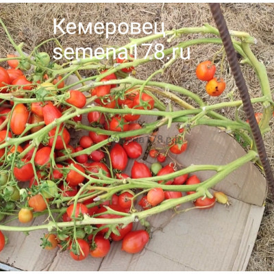 КЕМЕРОВЕЦ