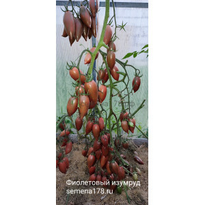 ФИОЛЕТОВЫЙ ИЗУМРУД ФИОЛЕТОВЫЙ ИЗУМРУД