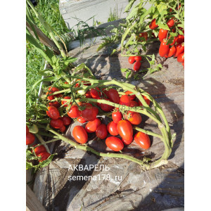 АКВАРЕЛЬ АКВАРЕЛЬ
