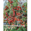 АМПЕЛЬНЫЙ ВОДОПАД (ЧЕРРИ) АМПЕЛЬНЫЙ ВОДОПАД (ЧЕРРИ)