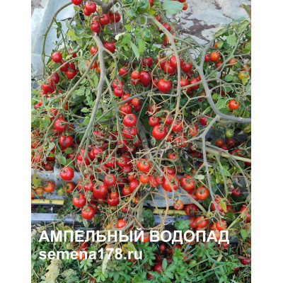 АМПЕЛЬНЫЙ ВОДОПАД (ЧЕРРИ)