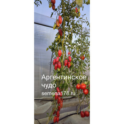 АРГЕНТИНСКОЕ ЧУДО
