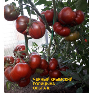 ЧЕРНЫЙ КРЫМСКИЙ ГОЛИЦЫНА