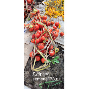 ДУБРАВА ДУБРАВА