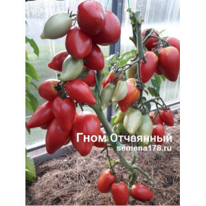 ГНОМ ОТЧАЯННЫЙ ГНОМ ОТЧАЯННЫЙ