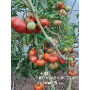 ГНОМ ЧЕРНЫЙ ВОЛШЕБНИК