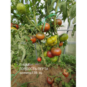 ГНОМ ГОРДОСТЬ ПЕРТА (Perth's Pride Dwarf) ГНОМ ГОРДОСТЬ ПЕРТА (Perth's Pride Dwarf)