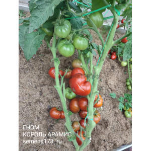 ГНОМ КОРОЛЬ АРАМИС ГНОМ КОРОЛЬ АРАМИС
