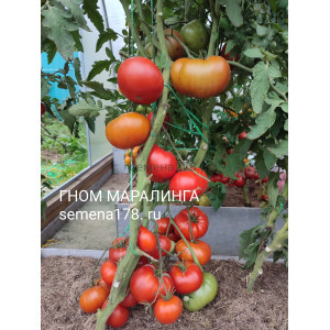 ГНОМ МАРАЛИНГА ГНОМ МАРАЛИНГА