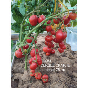 ГНОМ СЕРДЦЕ СКАРЛЕТ ГНОМ СЕРДЦЕ СКАРЛЕТ
