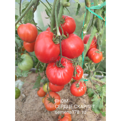 ГНОМ СЕРДЦЕ СКАРЛЕТ