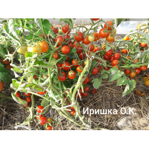 ИРИШКА ИРИШКА