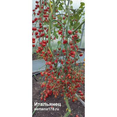ИТАЛЬЯНЕЦ (ЧЕРРИ)