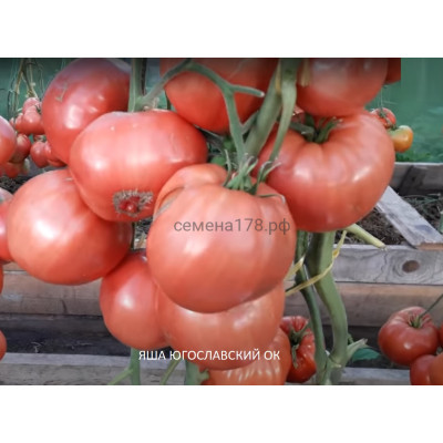 ЯША ЮГОСЛАВСКИЙ