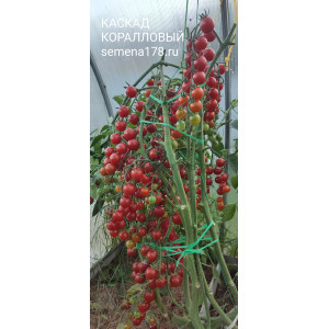 КАСКАД КОРАЛЛОВЫЙ КАСКАД КОРАЛЛОВЫЙ