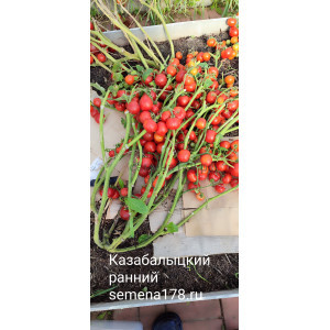 КАЗАБАЛЫЦКИЙ РАННИЙ КАЗАБАЛЫЦКИЙ РАННИЙ