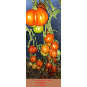 КРАСНАЯ ГРУША (Red pear)