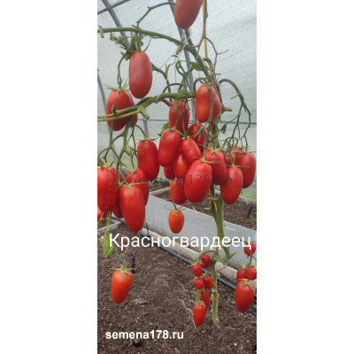 КРАСНОГВАРДЕЕЦ