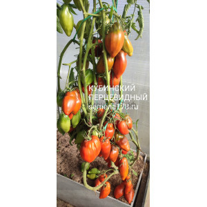 КУБИНСКИЙ ПЕРЦЕВИДНЫЙ