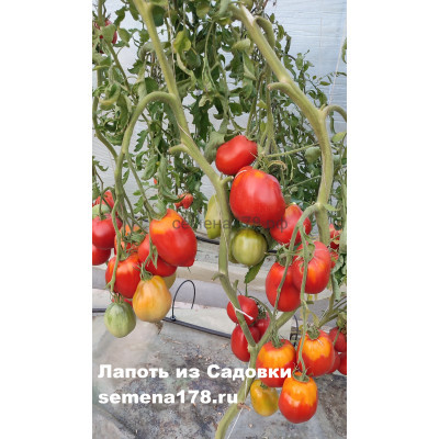 ЛАПОТЬ ИЗ САДОВКИ