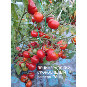 ЛЕНИНГРАДСКИЙ СКОРОСПЕЛЫЙ ЛЕНИНГРАДСКИЙ СКОРОСПЕЛЫЙ