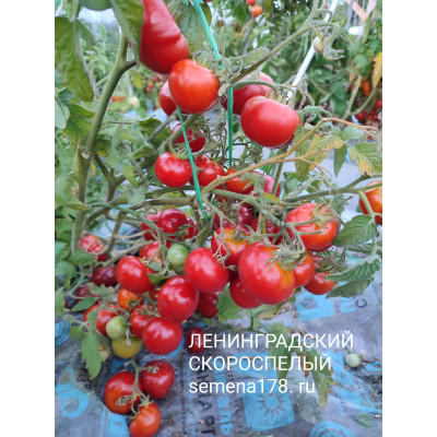 ЛЕНИНГРАДСКИЙ СКОРОСПЕЛЫЙ
