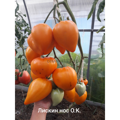 ЛИСКИН НОС