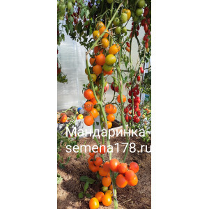 МАНДАРИНКА МАНДАРИНКА