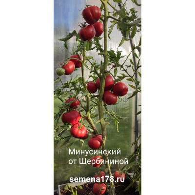 МИНУСИНСКИЙ ОТ ЩЕРБИНИНОЙ