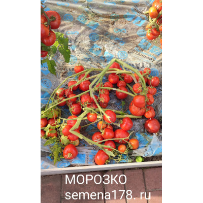 МОРОЗКО
