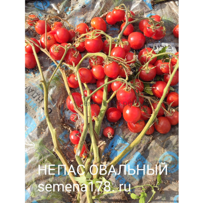 НЕПАС ОВАЛЬНЫЙ