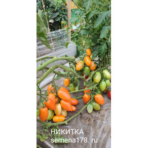 НИКИТКА НИКИТКА