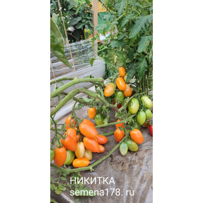 НИКИТКА