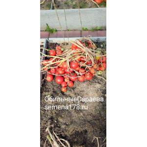 ОБИЛЬНЫЕ САРАЕВА
