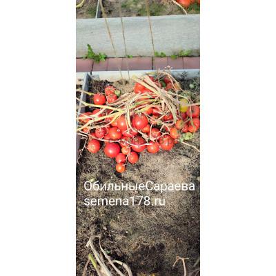 ОБИЛЬНЫЕ САРАЕВА