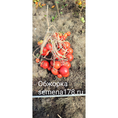 ОБЖОРКА 