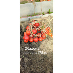 ОБЖОРКА ОБЖОРКА