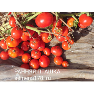 РАННЯЯ ПТАШКА РАННЯЯ ПТАШКА