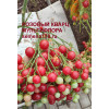 РОЗОВЫЙ КВАРЦ МУЛЬТИФЛОРА 