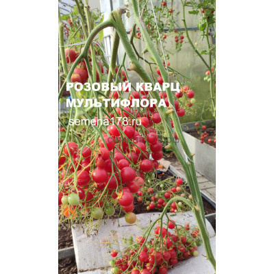 РОЗОВЫЙ КВАРЦ МУЛЬТИФЛОРА 