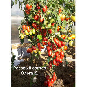 РОЗОВЫЙ СВИТЕР РОЗОВЫЙ СВИТЕР