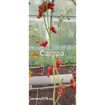 САКУРА (ЧЕРРИ)