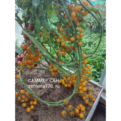 САММЕР САН (Summer Sun)