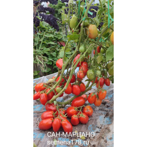 САН-МАРЦАНО
