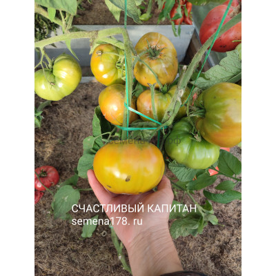 СЧАСТЛИВЫЙ КАПИТАН (Captain Lucky)
