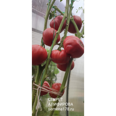 СЕКРЕТ АЛИФИРОВА