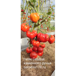 ГНОМ СЕРДЦЕ КАМЕННОГО РУЧЬЯ ГНОМ СЕРДЦЕ КАМЕННОГО РУЧЬЯ