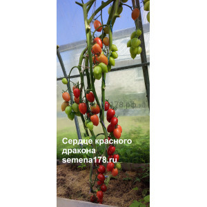 СЕРДЦЕ КРАСНОГО ДРАКОНА (Черри) СЕРДЦЕ КРАСНОГО ДРАКОНА (Черри)